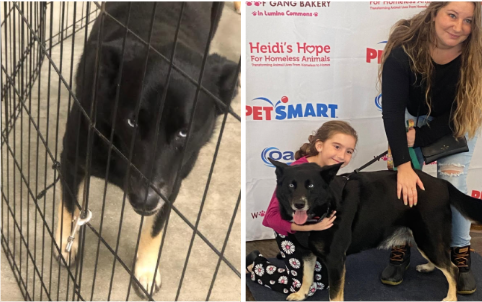 Evie’s Woofstock Adoption Story