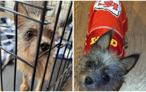 Henry's Woofstock Adoption Story