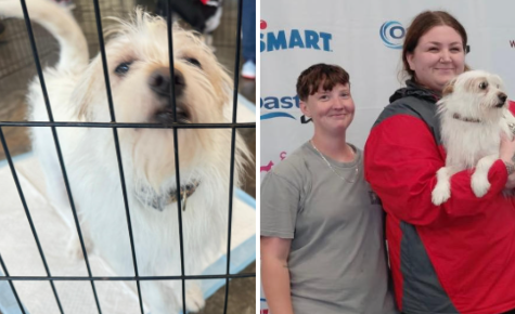 Scruffy's Adoption Story