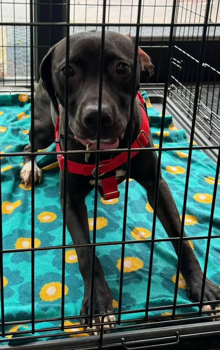 woofstock 2025 adoptable pet