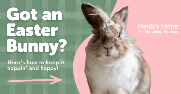 easter bunny care tips