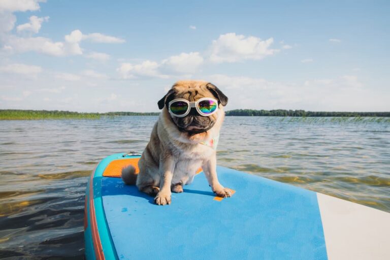Summer Safety Tips for Dogs and Cats: Keeping Your Pets Safe in the Heat